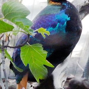 Lophophorus impejanus