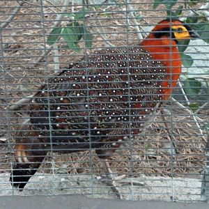 Tragopan blythii