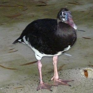 Plectropterus gambensis