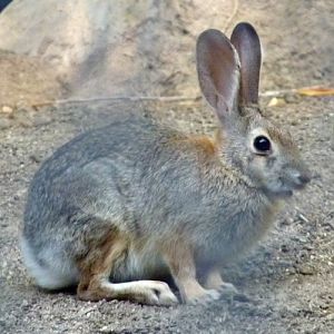 Sylvilagus audubonii