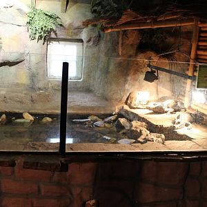 Enclosure breeding-pair African dwarf crocodile