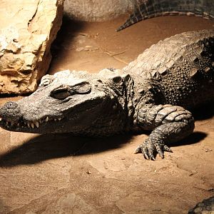 African dwarf crocodile