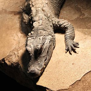 African dwarf crocodile
