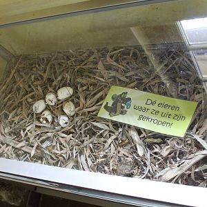 Egg left-overs African dwarf crocodile