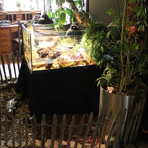 Nursing-tank African dwarf crocodile