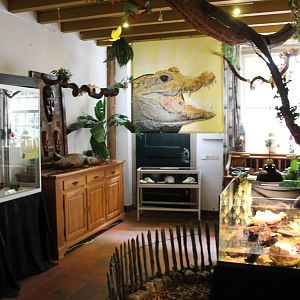 Nursing-room African dwarf crocodile