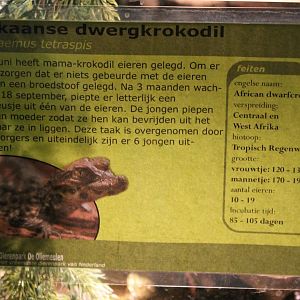 Breeding-info African dwarf crocodile
