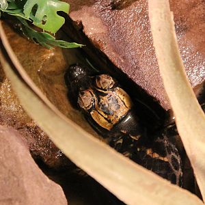 Baby African dwarf crocodile
