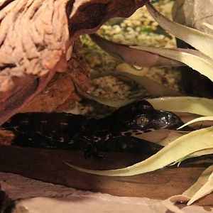 Baby African dwarf crocodile