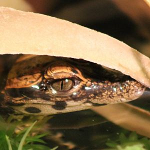 Baby African dwarf crocodile
