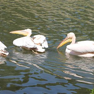 Great white pelicans