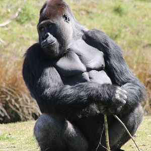 Western lowland gorilla