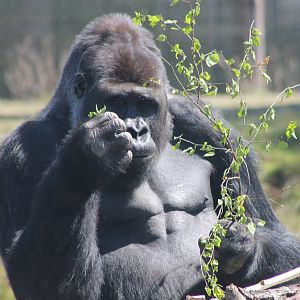 She loves me, she loves me not, she loves me......