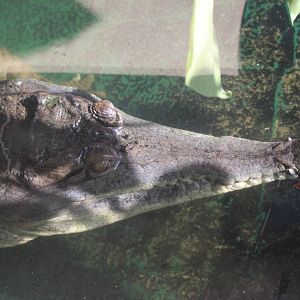 Slender-snouted Crocodile @ Crocs of the World 23.09.2016