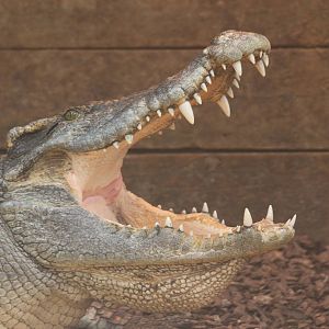 Siamese Crocodile @ Crocs of the World 23.09.2016