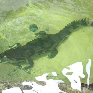 False Gharial @ Crocs of the World 23.09.2016