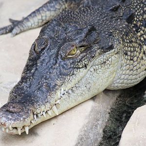 Saltwater Crocodile @ Crocs of the World 23.09.2016