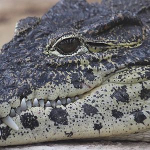 Cuban Crocodile @ Crocs of the World 23.09.2016