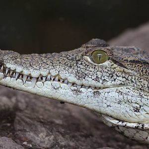 Nile Crocodile @ Crocs of the World 23.09.2016