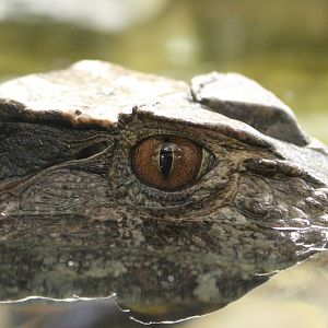 Schneider's Dwarf Caiman @ Crocs of the World 23.09.2016
