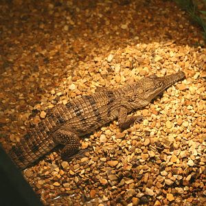 juvenile Freshwater Crocodile @ Crocs of the World 23.09.2016