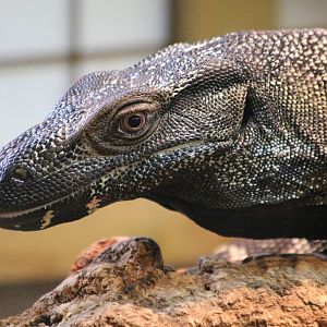 Lace Monitor @ Crocs of the World 23.09.2016
