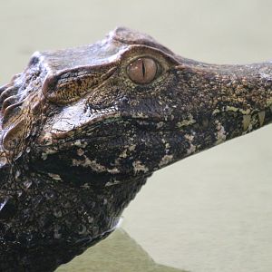 Cuvier's Dwarf Caiman @ Crocs of the World 23.09.2016