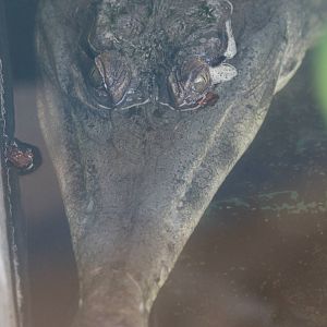 Slender-snouted Crocodile @ Crocs of the World 23.09.2016