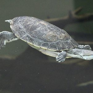 Argentine Side-necked Turtle @ Crocs of the World 23.09.2016