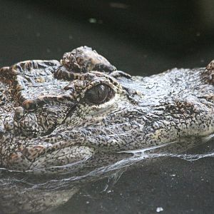 Chinese Alligator @ Crocs of the World 23.09.2016