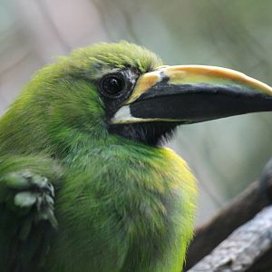 Emerald Toucanet (Black Throated?)