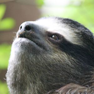 Brown Throated Three Toed Sloth
