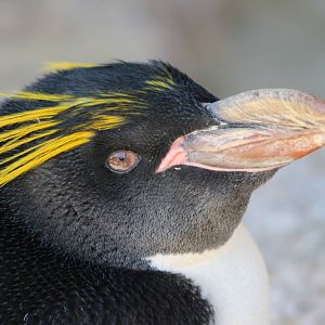 Macaroni Penguin @ Living Coasts 22.09.2016