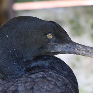 Bank Cormorant @ Living Coasts 22.09.2016
