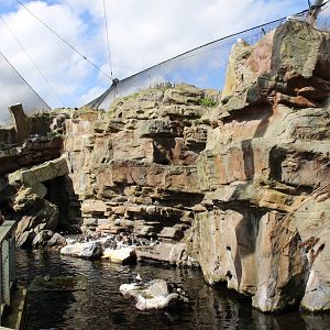 Auk cliffs and pool @ Living Coasts 22.09.2016