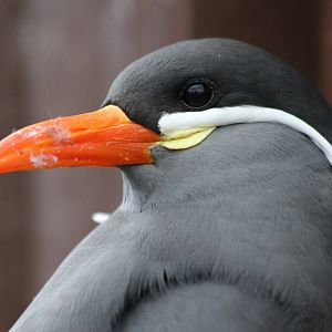 Inca Tern @ Living Coasts 22.09.2016