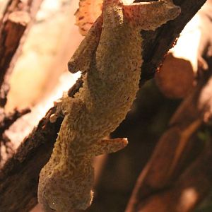 Henkel's leaf-tailed gecko