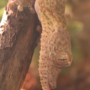 Henkel's leaf-tailed gecko