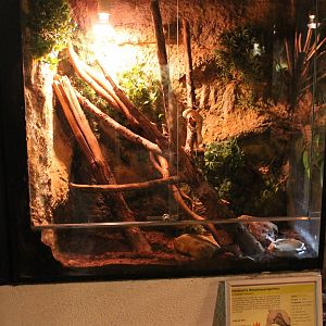 Enclosure Henkel's leaf-tailed gecko