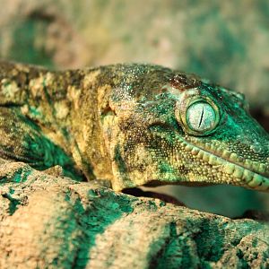 New Caledonian giant gecko