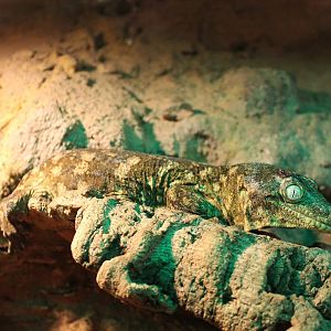 New Caledonian giant gecko
