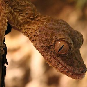Henkel's leaf-tailed gecko