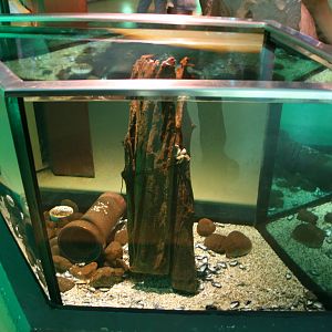 Aquarium with northsea crabs