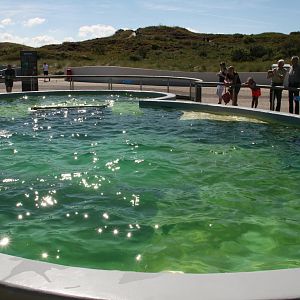 Harbour porpoise tank