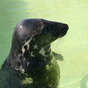 Grey seal