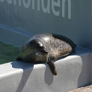 Common seal