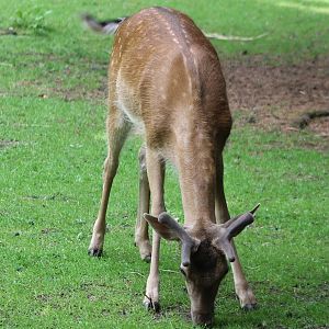 Fallow deer