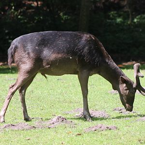 Fallow deer - black