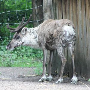 Reindeer