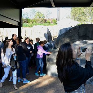 New Penguin Cove exhibit